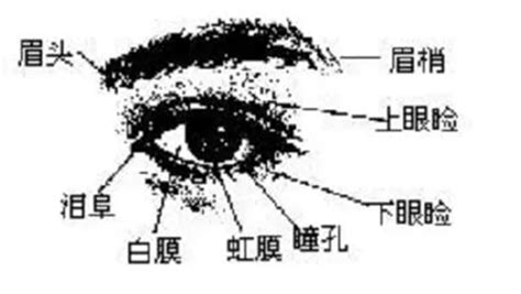 行眼運|金自在相面秘訣——眼睛篇